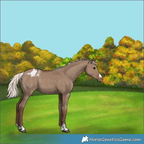 Horse Color:Silver Grullo Appaloosa