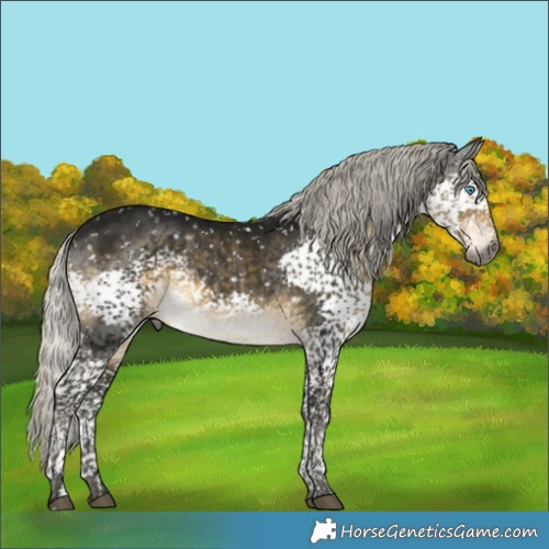 Horse Color:Gray Silver Brown Mushroom Splash Tobiano Appaloosa 