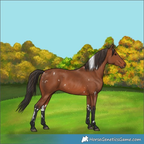 Horse Color:White Spotted Bay 