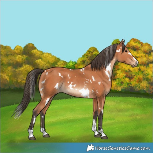 Horse Color:White Spotted Bay 