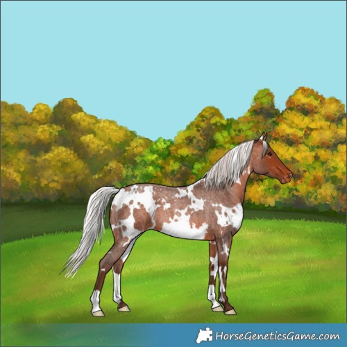 Horse Color:White Spotted Silver Brown Roan Varnish 