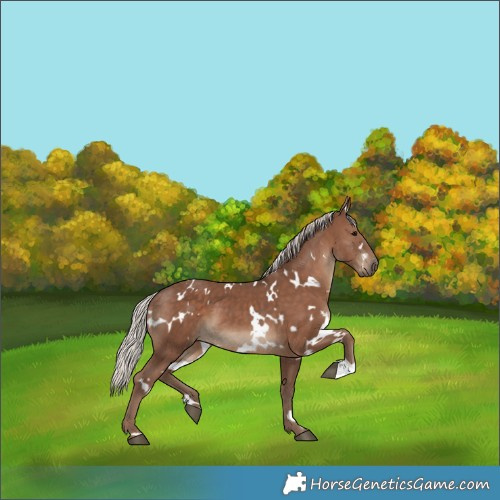 Horse Color:White Spotted Silver Black 