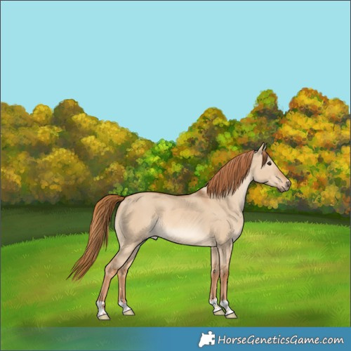 Horse Color:Red Dun 