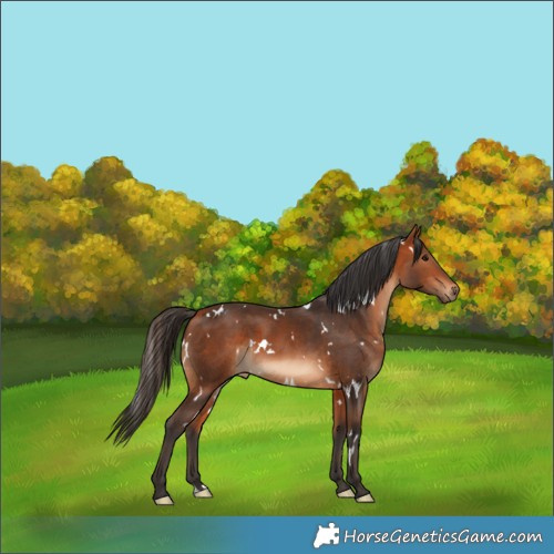 Horse Color:White Spotted Bay 
