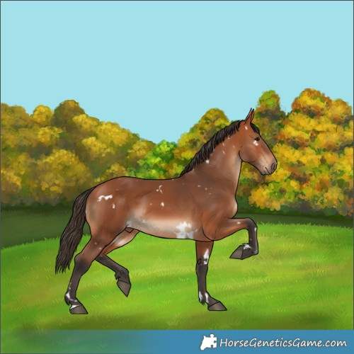 Horse Color:White Spotted Bay 