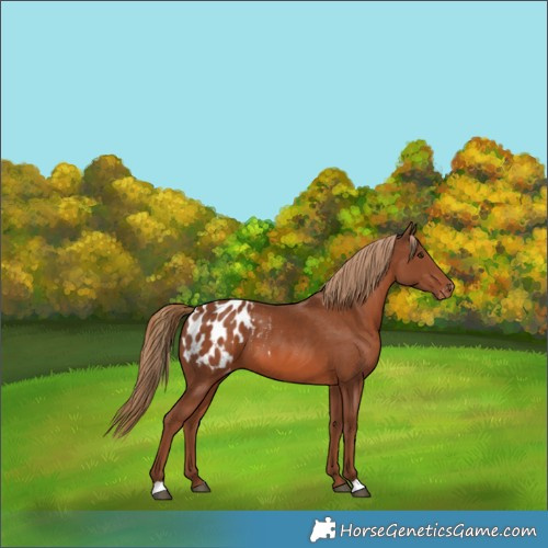Horse Color:Chestnut Blanket