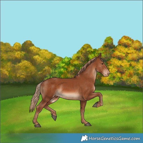 Horse Color:Chestnut Appaloosa 