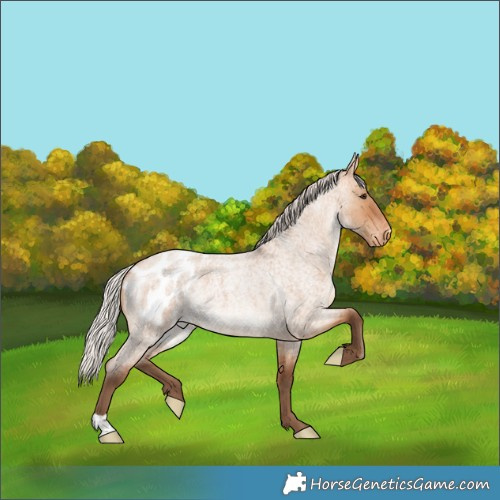 Horse Color:Silver Bay Roan Dun Blanket 