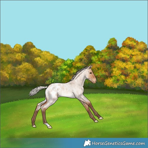 Horse Color:Silver Bay Roan Dun Appaloosa 
