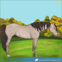 Horse Color:Sable Champagne Dun