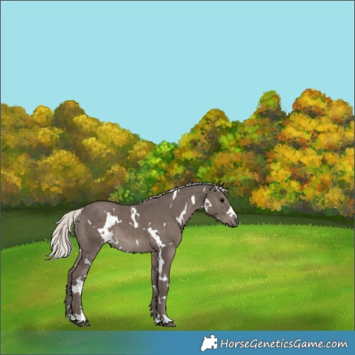 Horse Color:White Spotted Silver Black 