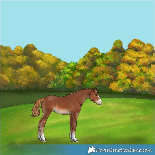 Horse Color:Chestnut Varnish