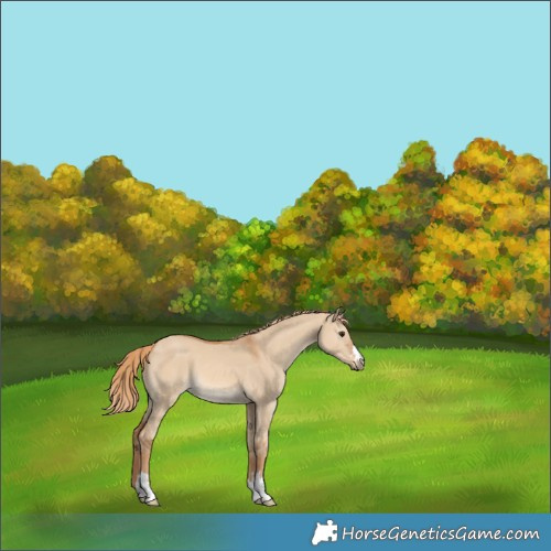 Horse Color:Red Dun 
