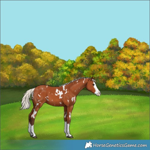Horse Color:White Spotted Silver Bay Splash