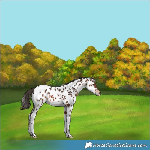 Horse Color:White Spotted Bay Near Leopard 