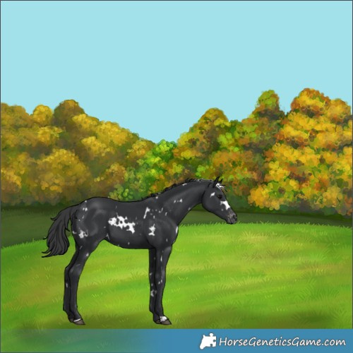 Horse Color:White Spotted Black Varnish 