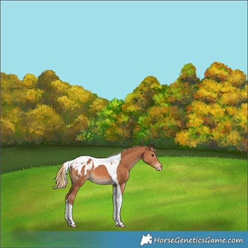 Horse Color:Chestnut Tobiano Blanket 