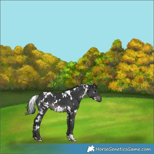 Horse Color:White Spotted Black