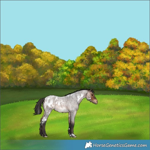 Horse Color:White Spotted Brown Roan Blanket