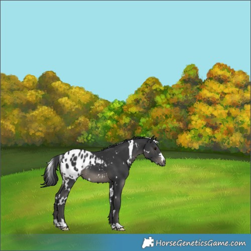 Horse Color:White Spotted Black Blanket