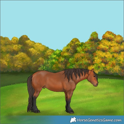 Horse Color:Bay 
