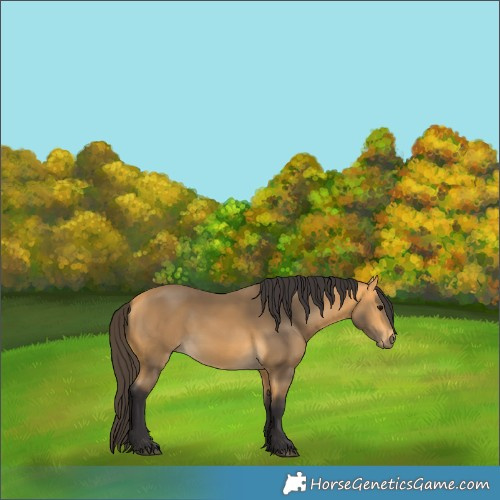 Horse Color:Buckskin 
