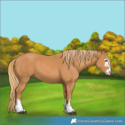 Horse Color:Chestnut 