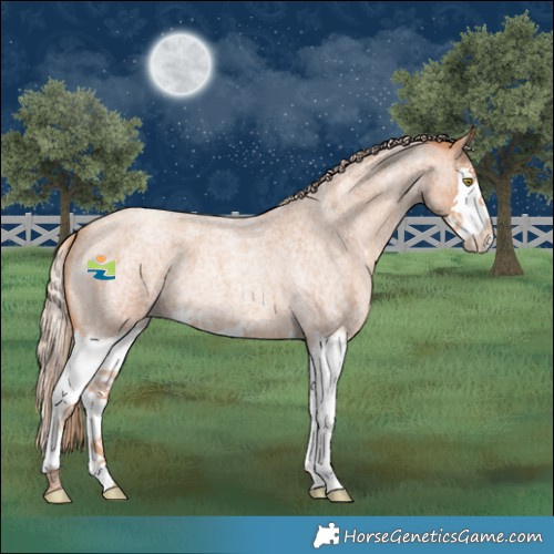 Horse Color:Gold Champagne Roan Splash 
