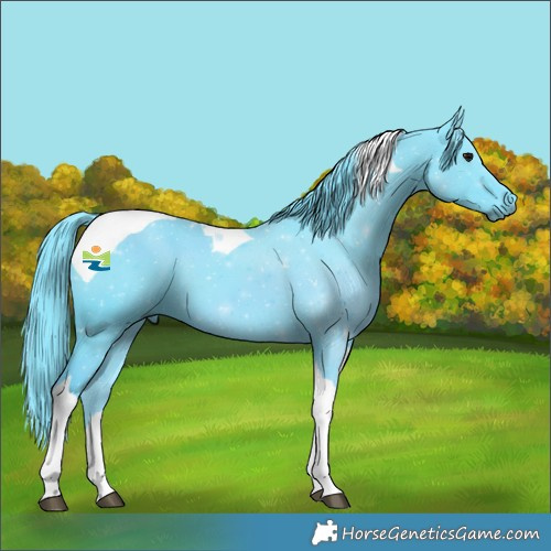 Horse Color:Watercolor Black Tobiano