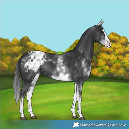 Horse Color:White Spotted Black Splash Appaloosa 