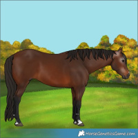 Horse Color:Gray Bay 
