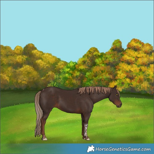 Horse Color:Liver Chestnut Tobiano 