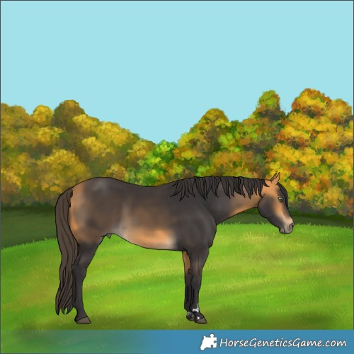 Horse Color:Buckskin 
