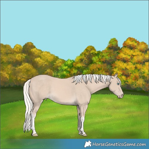 Horse Color:Cremello Tobiano 