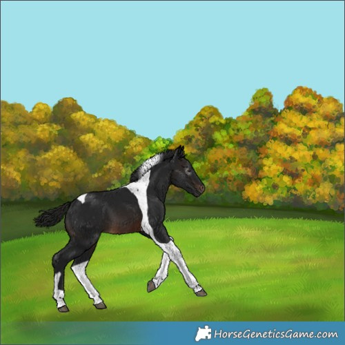 Horse Color:Gray Brown Tobiano