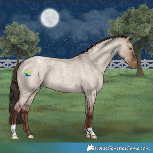 Horse Color:Liver Red Dun Roan Appaloosa 