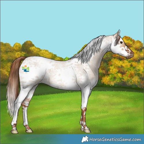 Horse Color:Red Dun Roan Splash Tobiano Frame 