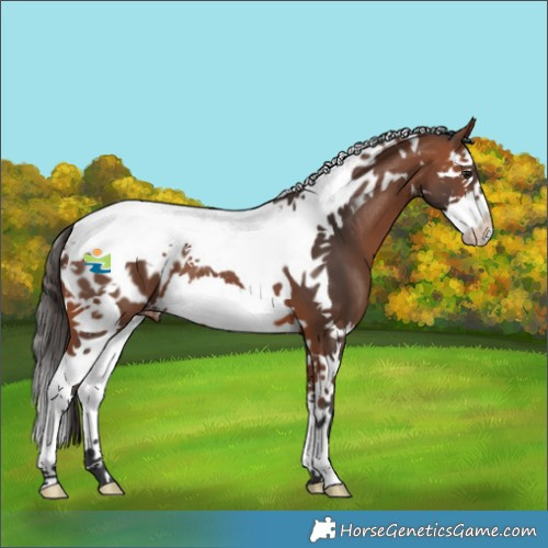 Horse Color:Bay Splash Tobiano Appaloosa 