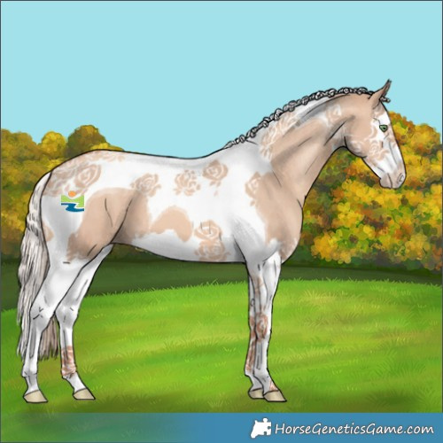 Horse Color:Gold Champagne Dun Splash Tobiano Varnish