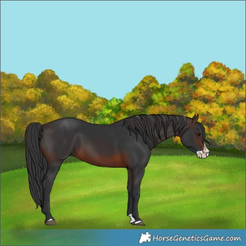 Horse Color:Brown Splash 