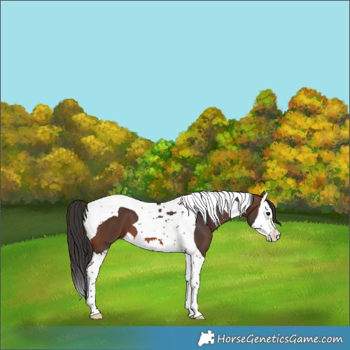 Horse Color:Brown Splash Tobiano 
