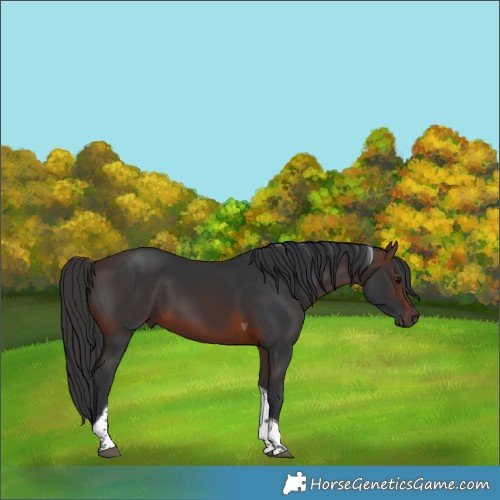 Horse Color:Brown Tobiano 