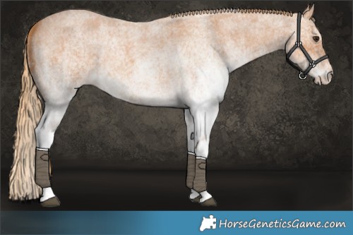 Horse Color:White Spotted Red Roan 