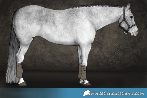 Horse Color:White Spotted Blue Roan 