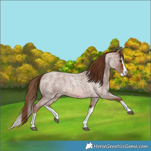 Horse Color:Red Roan Splash 