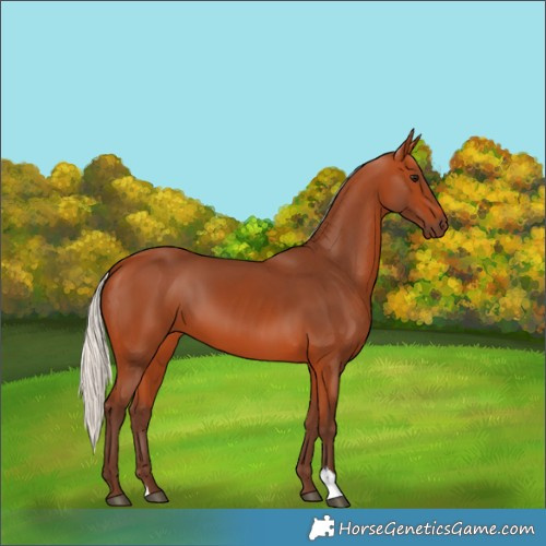 Horse Color:Silver Bay 