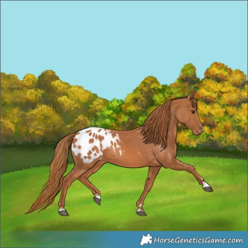 Horse Color:Chestnut Appaloosa 