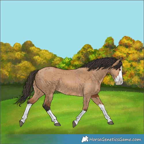 Horse Color:Bay Dun Splash 
