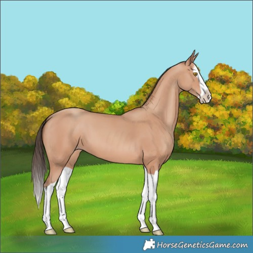 Horse Color:Amber Champagne Splash 