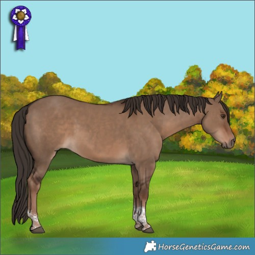 Horse Color:Liver Red Dun Tobiano 